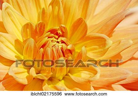 Stock Photograph - Cactus Dahlia Resi Fuellerer (Dahlia sp. ), flower detail. Fotosearch
