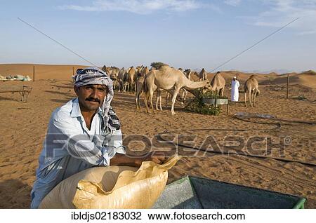 Camel breeder, Dubai, United Arab Emirates, Middle East, Asia View Large Photo Image Stock Image - Camel breeder, Dubai, United Arab Emirates, Middle East, Asia. Fotosearch
