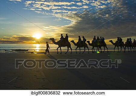 Camel caravan, dromedaries, tourist camel ride on Cable Beach, Broome, Western Australia View Large Photo Image Stock Image - Camel caravan, dromedaries, tourist camel ride on Cable Beach, Broome, Western Australia. Fotosearch