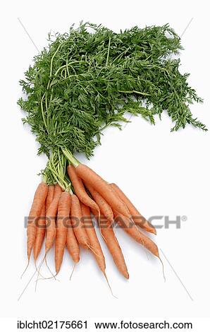 Carrots (Daucus carota subsp. sativus) View Large Photo Image Stock Image - Carrots (Daucus carota subsp. sativus). Fotosearch