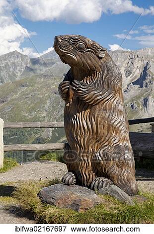 Carved marmot at Fuscher Lacke lake, Grossglockner High Alpine Road, Hohe Tauern National Park, Austria, Europe View Large Photo Image Stock Photo - Carved marmot at Fuscher Lacke lake, Grossglockner High Alpine Road, Hohe Tauern National Park, Austria, Europe. Fotosearch