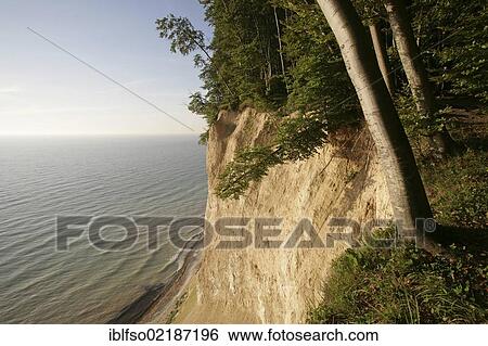 Chalk cliffs and a beech forest (Fagus sylvatica), UNESCO World Heritage site, Jasmund National Park, Ruegen, Rugia, Mecklenburg-Western Pomerania, Baltic Sea, Germany, Europe View Large Photo Image Stock Photograph - Chalk cliffs and a beech forest (Fagus sylvatica), UNESCO World Heritage site, Jasmund National Park, Ruegen, Rugia, Mecklenburg-Western Pomerania, Baltic Sea, Germany, Europe. Fotosearch