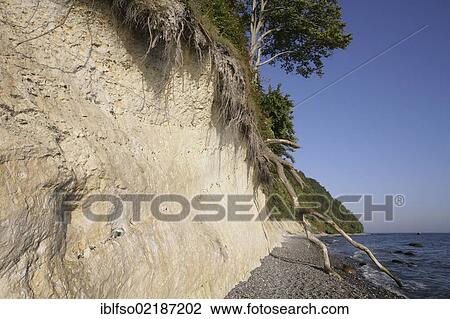 Chalk cliffs, dead wood and a beech forest (Fagus sylvatica), UNESCO World Heritage site, Jasmund National Park, Ruegen, Rugia, Mecklenburg-Western Pomerania, Baltic Sea, Germany, Europe View Large Photo Image Stock Image - Chalk cliffs, dead wood and a beech forest (Fagus sylvatica), UNESCO World Heritage site, Jasmund National Park, Ruegen, Rugia, Mecklenburg-Western Pomerania, Baltic Sea, Germany, Europe. Fotosearch