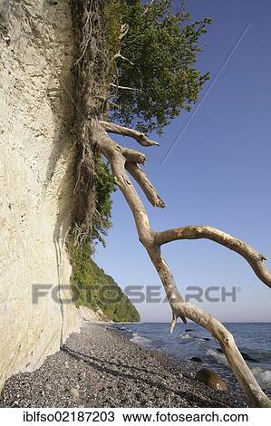 Chalk cliffs, dead wood and a beech forest (Fagus sylvatica), UNESCO World Heritage site, Jasmund National Park, Ruegen, Rugia, Mecklenburg-Western Pomerania, Baltic Sea, Germany, Europe View Large Photo Image Stock Image - Chalk cliffs, dead wood and a beech forest (Fagus sylvatica), UNESCO World Heritage site, Jasmund National Park, Ruegen, Rugia, Mecklenburg-Western Pomerania, Baltic Sea, Germany, Europe. Fotosearch