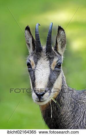 Stock Photography - Chamois (Rupicapra rupicapra), portrait, Bavaria, Germany, Europe. Fotosearch