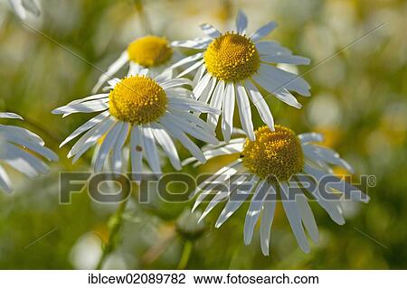 Stock Image - Chamomile (Matricaria chamomilla) fllowers in a camomile meadow, Schleswig-Holstein, Germany, Europe. Fotosearch