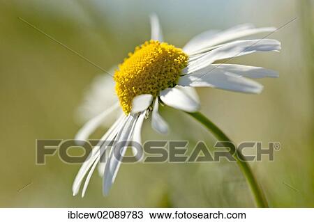 Chamomile (Matricaria chamomilla) fllowers in a camomile meadow, Schleswig-Holstein, Germany, Europe View Large Photo Image Stock Image - Chamomile (Matricaria chamomilla) fllowers in a camomile meadow, Schleswig-Holstein, Germany, Europe. Fotosearch