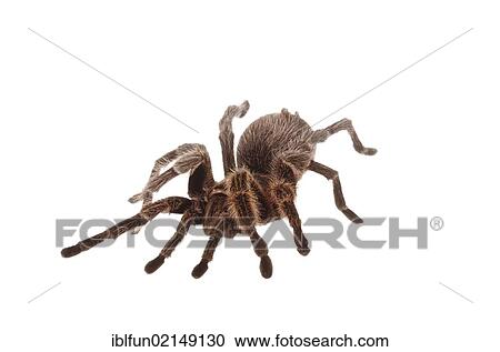 Stock Image - Chilean Rose Tarantula (Grammostola rosea). Fotosearch
