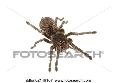 Stock Photo - Chilean Rose Tarantula (Grammostola rosea). Fotosearch
