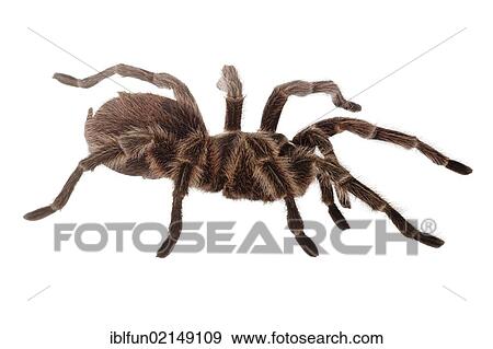Stock Photo - Chilean Rose Tarantula (Grammostola rosea). Fotosearch