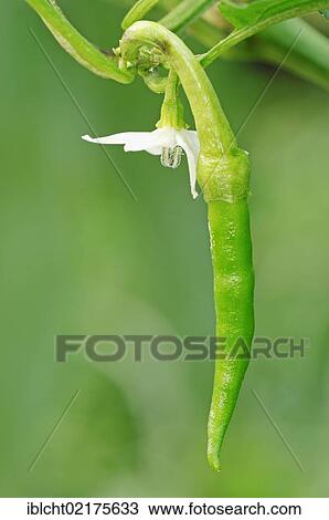 Chili Pepper (Capsicum frutescens), pod and flower on the bush View Large Photo Image Stock Image - Chili Pepper (Capsicum frutescens), pod and flower on the bush. Fotosearch