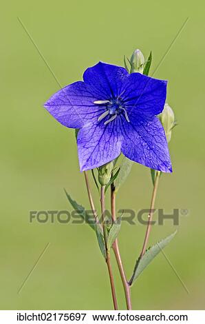 Stock Photo - Chinese bellflower, Japanese bellflower, or Common balloon flower, or balloon flower (Platycodon grandiflorus, Campanula glauca, Campanula grandiflora, Platycodon glaucus, Platycodon grandiflorum), flower. Fotosearch