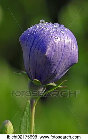 Chinese bellflower, Japanese bellflower, or Common balloon flower, or balloon flower (Platycodon grandiflorus, Campanula glauca, Campanula grandiflora, Platycodon glaucus, Platycodon grandiflorum), flower bud View Large Photo Image Stock Photo - Chinese bellflower, Japanese bellflower, or Common balloon flower, or balloon flower (Platycodon grandiflorus, Campanula glauca, Campanula grandiflora, Platycodon glaucus, Platycodon grandiflorum), flower bud. Fotosearch