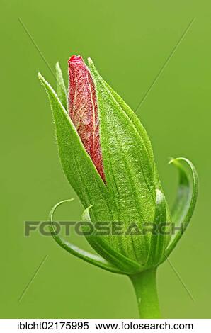 Chinese hibiscus, or China rose (Hibiscus rosa-sinensis), flower bud View Large Photo Image Stock Photography - Chinese hibiscus, or China rose (Hibiscus rosa-sinensis), flower bud. Fotosearch