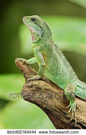 Chinese Water Dragon, Asian Water Dragon, Thai Water Dragon or Green Water Dragon (Physignathus cocincinus), Asian species, captive, Bergkamen, North Rhine-Westphalia, Germany, Europe View Large Photo Image Picture - Chinese Water Dragon, Asian Water Dragon, Thai Water Dragon or Green Water Dragon (Physignathus cocincinus), Asian species, captive, Bergkamen, North Rhine-Westphalia, Germany, Europe. Fotosearch