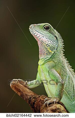 Chinese Water Dragon, Asian Water Dragon, Thai Water Dragon or Green Water Dragon (Physignathus cocincinus), Asian species, captive, Bergkamen, North Rhine-Westphalia, Germany, Europe View Large Photo Image Stock Image - Chinese Water Dragon, Asian Water Dragon, Thai Water Dragon or Green Water Dragon (Physignathus cocincinus), Asian species, captive, Bergkamen, North Rhine-Westphalia, Germany, Europe. Fotosearch
