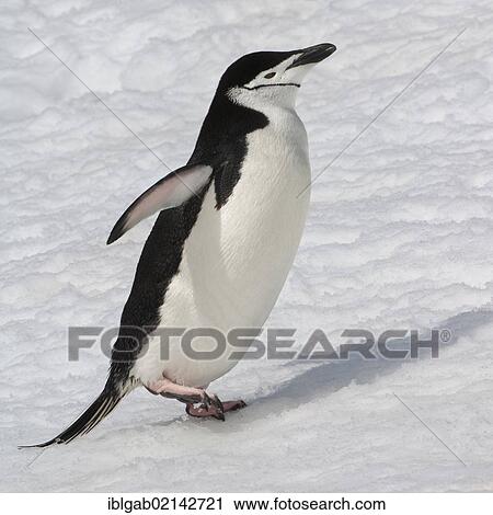 Chinstrap penguin (Pygoscelis antarctica), walking, Half Moon Island, South Shetland Island, Antarctic Peninsula View Large Photo Image Stock Image - Chinstrap penguin (Pygoscelis antarctica), walking, Half Moon Island, South Shetland Island, Antarctic Peninsula. Fotosearch