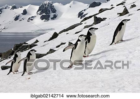 Chinstrap penguins (Pygoscelis antarctica) walking up a glacial ice cap, Half Moon Island, South Shetland Island, Antarctic Peninsula View Large Photo Image Picture - Chinstrap penguins (Pygoscelis antarctica) walking up a glacial ice cap, Half Moon Island, South Shetland Island, Antarctic Peninsula. Fotosearch