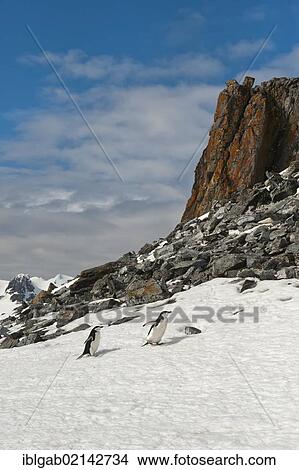 Chinstrap penguins (Pygoscelis antarctica), Half Moon Island, South Shetland Island, Antarctic Peninsula View Large Photo Image Picture - Chinstrap penguins (Pygoscelis antarctica), Half Moon Island, South Shetland Island, Antarctic Peninsula. Fotosearch
