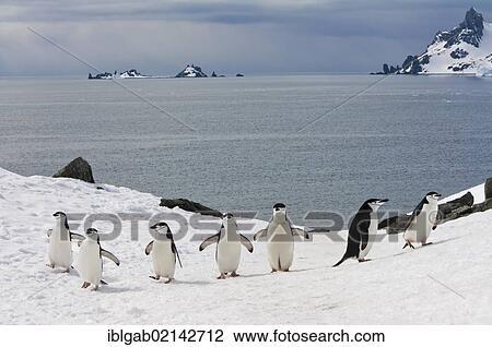Chinstrap penguins (Pygoscelis antarctica) walking up a glacial ice cap, Half Moon Island, South Shetland Island, Antarctic Peninsula View Large Photo Image Stock Image - Chinstrap penguins (Pygoscelis antarctica) walking up a glacial ice cap, Half Moon Island, South Shetland Island, Antarctic Peninsula. Fotosearch