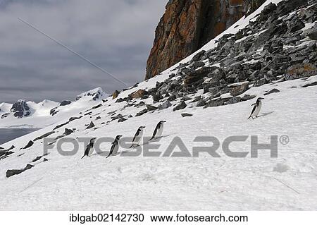 Chinstrap penguins (Pygoscelis antarctica) walking up a glacial ice cap, Half Moon Island, South Shetland Island, Antarctic Peninsula View Large Photo Image Stock Image - Chinstrap penguins (Pygoscelis antarctica) walking up a glacial ice cap, Half Moon Island, South Shetland Island, Antarctic Peninsula. Fotosearch