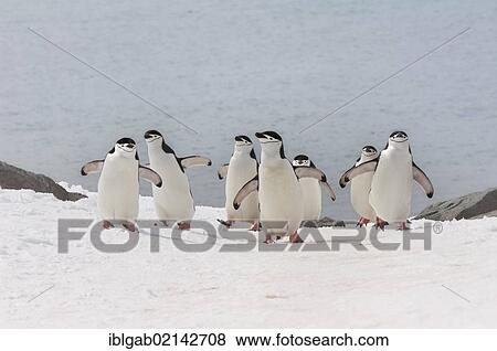 Chinstrap penguins (Pygoscelis antarctica) walking up a glacial ice cap, Half Moon Island, South Shetland Island, Antarctic Peninsula View Large Photo Image Stock Photo - Chinstrap penguins (Pygoscelis antarctica) walking up a glacial ice cap, Half Moon Island, South Shetland Island, Antarctic Peninsula. Fotosearch