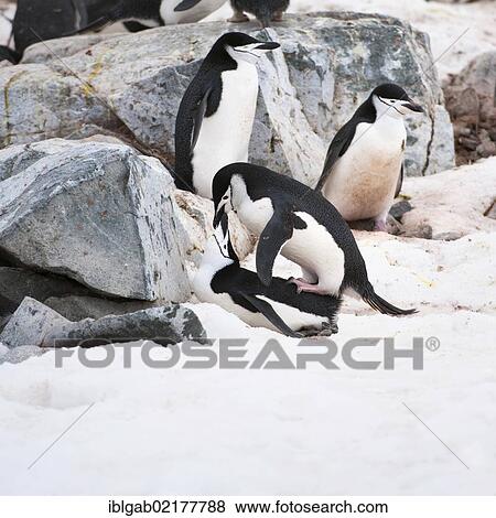 Chinstrap penguins (Pygoscelis antarctica) mating, Hydrurga Rocks, Antarctic Peninsula, Antarctica View Large Photo Image Stock Photo - Chinstrap penguins (Pygoscelis antarctica) mating, Hydrurga Rocks, Antarctic Peninsula, Antarctica. Fotosearch