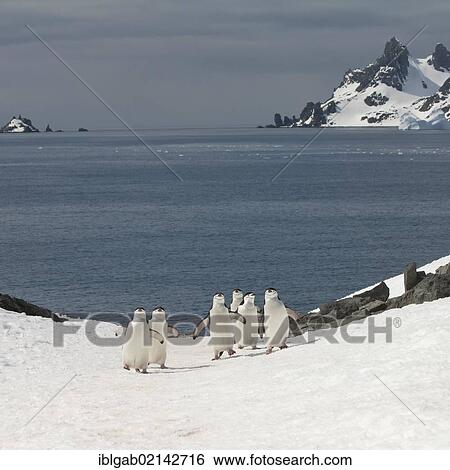 Chinstrap penguins (Pygoscelis antarctica) walking up a glacial ice cap, Half Moon Island, South Shetland Island, Antarctic Peninsula View Large Photo Image Stock Photograph - Chinstrap penguins (Pygoscelis antarctica) walking up a glacial ice cap, Half Moon Island, South Shetland Island, Antarctic Peninsula. Fotosearch
