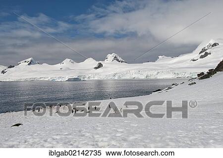Stock Photography - Chinstrap penguins (Pygoscelis antarctica), Half Moon Island, South Shetland Island, Antarctic Peninsula. Fotosearch