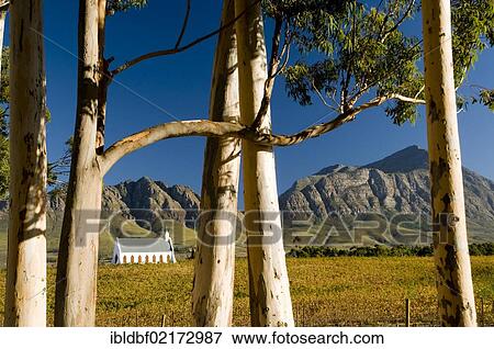 Church, Common Grape Vine (Vitis vinifera), Montellier vineyard, Tulbagh, Western Cape, South Africa, Africa View Large Photo Image Stock Photo - Church, Common Grape Vine (Vitis vinifera), Montellier vineyard, Tulbagh, Western Cape, South Africa, Africa. Fotosearch