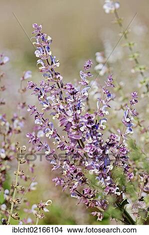 Clary Sage (Salvia sclarea), Provence, Southern France, France, Europe View Large Photo Image Picture - Clary Sage (Salvia sclarea), Provence, Southern France, France, Europe. Fotosearch