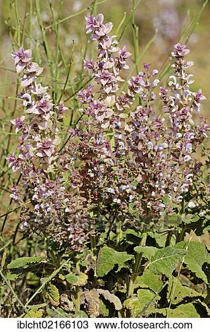 Clary Sage (Salvia sclarea), Provence, Southern France, France, Europe View Large Photo Image Stock Image - Clary Sage (Salvia sclarea), Provence, Southern France, France, Europe. Fotosearch
