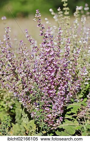 Clary Sage (Salvia sclarea), Provence, Southern France, France, Europe View Large Photo Image Stock Photography - Clary Sage (Salvia sclarea), Provence, Southern France, France, Europe. Fotosearch
