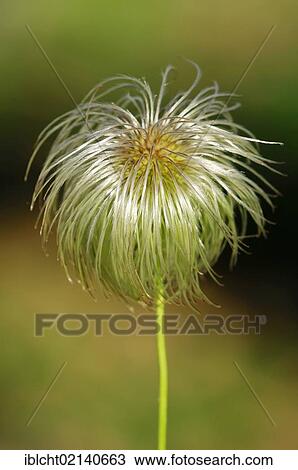 Clematis (Clematis orientalis), fruit View Large Photo Image Stock Image - Clematis (Clematis orientalis), fruit. Fotosearch