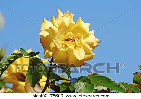 Stock Image - Climbing Rose, Climbing Goldmarie (Rosa sp. ), flowering. Fotosearch
