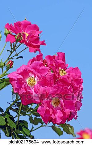 Climbing Rose (Rosa sp. ), flowers View Large Photo Image Picture - Climbing Rose (Rosa sp. ), flowers. Fotosearch