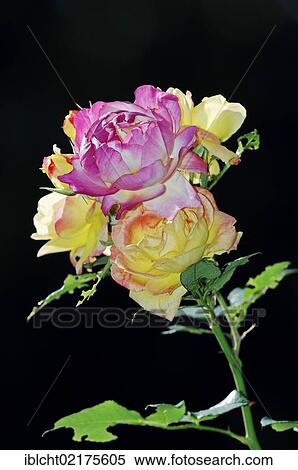 Stock Photography - Climbing Rose (Rosa sp. ), flowers. Fotosearch