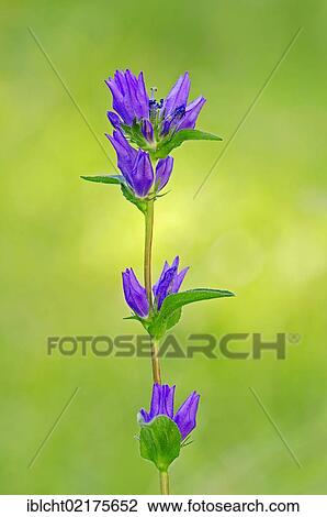 Stock Image - Clustered Bellflower or Dane's Blood (Campanula glomerata), Provence-Alpes-Cote d'Azur, Southern France, France, Europe. Fotosearch