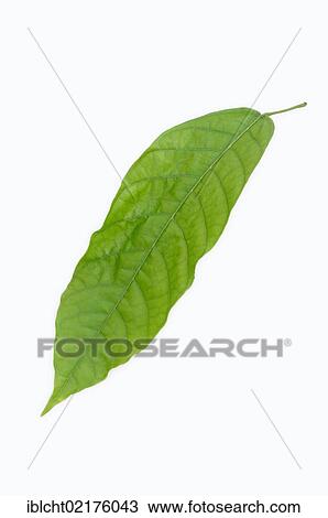 Cocoa (Theobroma cacao) leaf View Large Photo Image Stock Image - Cocoa (Theobroma cacao) leaf. Fotosearch