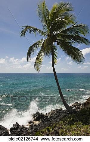 Picture - Coconut palm, Big Corn Island, Caribbean Sea, Nicaragua, Central America, North America. Fotosearch