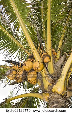 Stock Image - Coconuts on a Coconut Palm (Cocos nucifera), Nicaragua, Central America, North America. Fotosearch