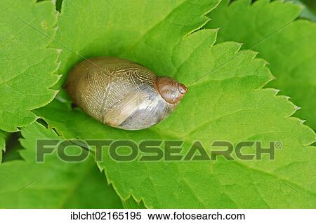 Stock Photography - Common Amber Snail (Succinea putris), North Rhine-Westphalia, Germany, Europe. Fotosearch