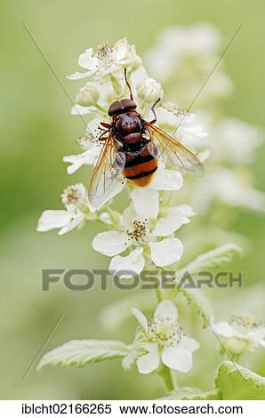 Common Blackberry (Rubus fruticosus) blossoms with a hoverfly, Provence, Southern France, France, Europe View Large Photo Image Stock Photography - Common Blackberry (Rubus fruticosus) blossoms with a hoverfly, Provence, Southern France, France, Europe. Fotosearch