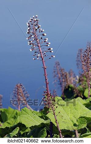 Stock Image - Common Butterbur (Petasites hybridus, Petasites officinalis), Holland, Netherlands, Europe. Fotosearch