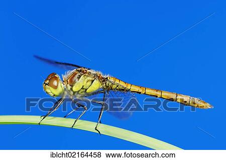 Common Darter (Sympetrum striolatum), male, North Rhine-Westphalia, Germany, Europe View Large Photo Image Stock Photo - Common Darter (Sympetrum striolatum), male, North Rhine-Westphalia, Germany, Europe. Fotosearch