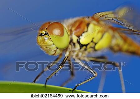 Common Darter (Sympetrum striolatum), male, detail view, North Rhine-Westphalia, Germany, Europe View Large Photo Image Stock Photo - Common Darter (Sympetrum striolatum), male, detail view, North Rhine-Westphalia, Germany, Europe. Fotosearch