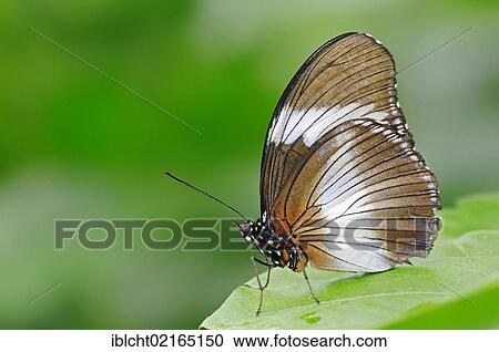 Common Eggfly or Diadem Butterfly (Hypolimnas antevorta), Asian species, captive, North Rhine-Westphalia, Germany, Europe View Large Photo Image Stock Image - Common Eggfly or Diadem Butterfly (Hypolimnas antevorta), Asian species, captive, North Rhine-Westphalia, Germany, Europe. Fotosearch