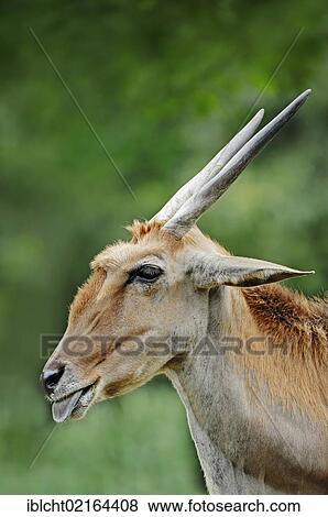 Common Eland (Taurotragus oryx), male, sticking out tongue, portrait, African species, captive, Czech Republic, Europe View Large Photo Image Stock Photo - Common Eland (Taurotragus oryx), male, sticking out tongue, portrait, African species, captive, Czech Republic, Europe. Fotosearch