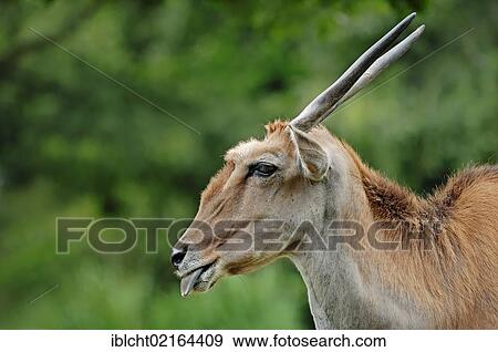 Common Eland (Taurotragus oryx), male, sticking out tongue, portrait, African species, captive, Czech Republic, Europe View Large Photo Image Stock Photo - Common Eland (Taurotragus oryx), male, sticking out tongue, portrait, African species, captive, Czech Republic, Europe. Fotosearch