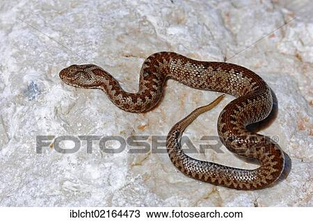 Common European Adder or Viper (Vipera berus), Berchtesgaden National Park, Bavaria, Germany, Europe View Large Photo Image Stock Image - Common European Adder or Viper (Vipera berus), Berchtesgaden National Park, Bavaria, Germany, Europe. Fotosearch